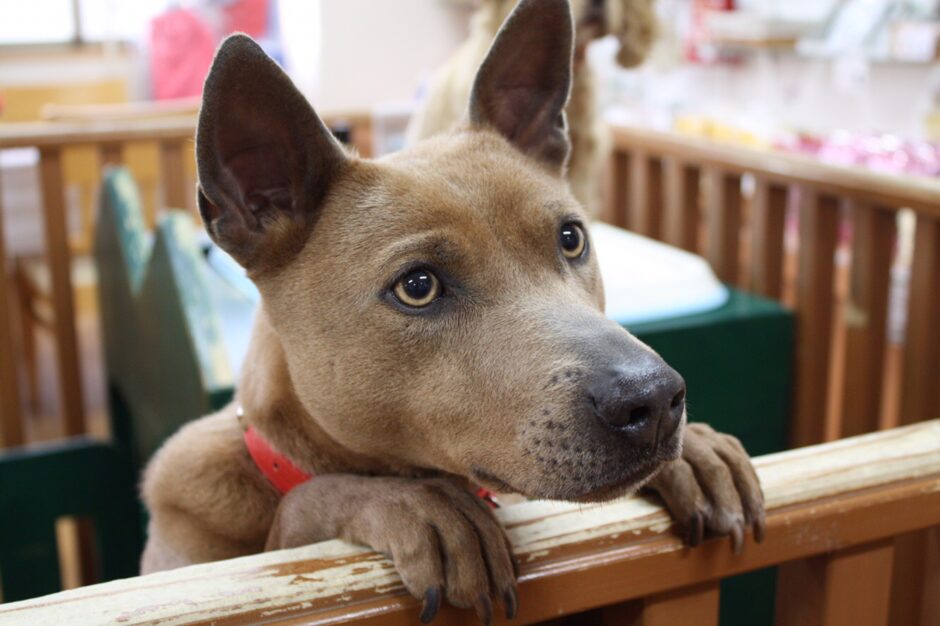 大型犬がペットホテルを利用するときの料金相場や預け入れの注意点などを解説