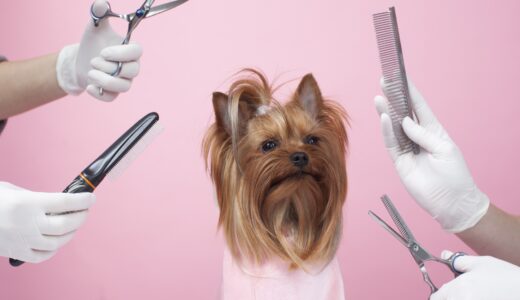 トリミング中の犬をリラックスさせる方法｜嫌がる理由や対策を解説！