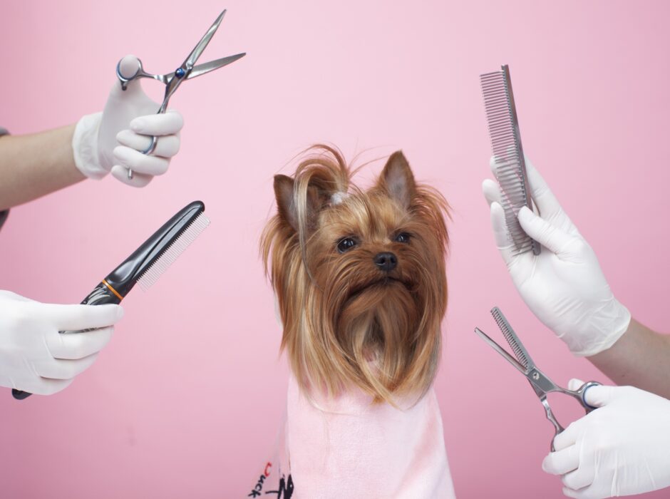 トリミング中の犬をリラックスさせる方法｜嫌がる理由や対策を解説！