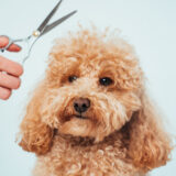 トイプードルに適したトリミングの頻度や日常的なケアをわかりやすく解説！