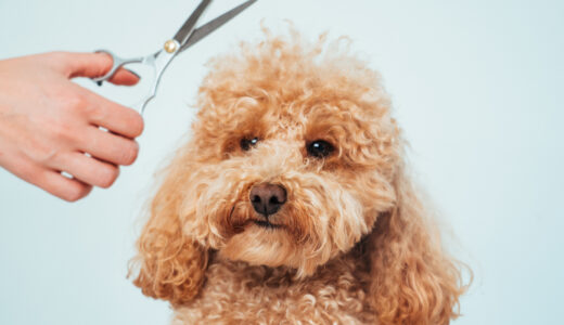 トイプードルに適したトリミングの頻度や日常的なケアをわかりやすく解説！