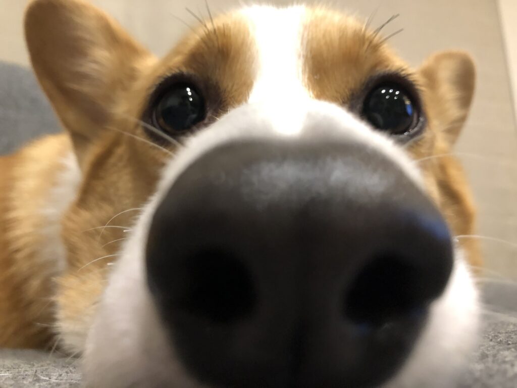 犬の鼻が乾いてる原因