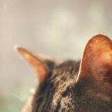 猫の耳垢が黒いときに考えられる病気とは？治療方法や日常的なケア方法などを解説