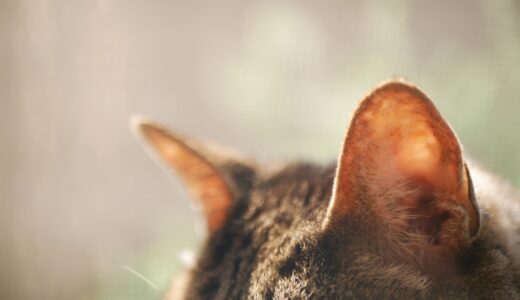 猫の耳垢が黒いときに考えられる病気とは？治療方法や日常的なケア方法などを解説
