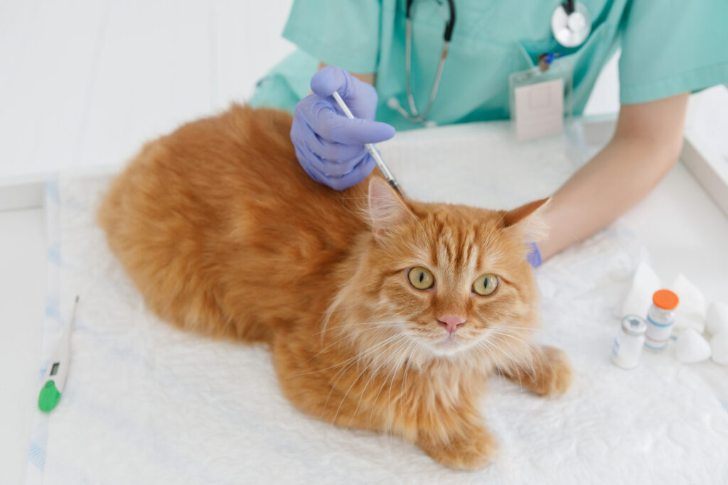 猫の5種混合ワクチンとは