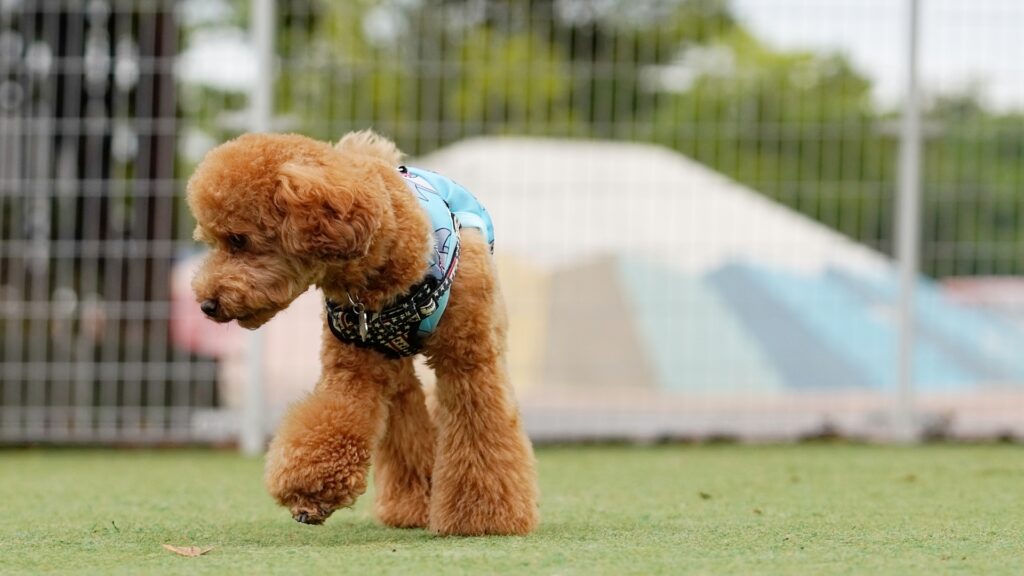 トイプードルの毛質とトリミングの必要性
