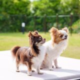 多頭飼いでしつけ教室を活用するメリットや注意点などをわかりやすく解説