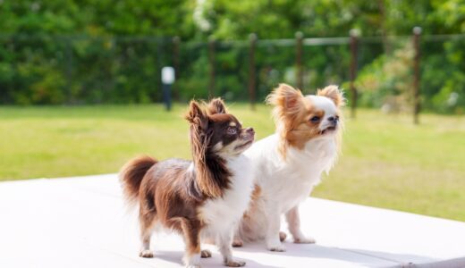 多頭飼いでしつけ教室を活用するメリットや注意点などをわかりやすく解説