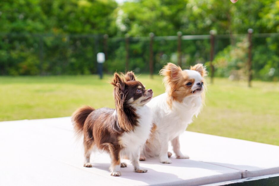 多頭飼いでしつけ教室を活用するメリットや注意点などをわかりやすく解説