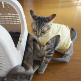 猫がキャリーに入らない！動物病院に連れていくためのコツを解説