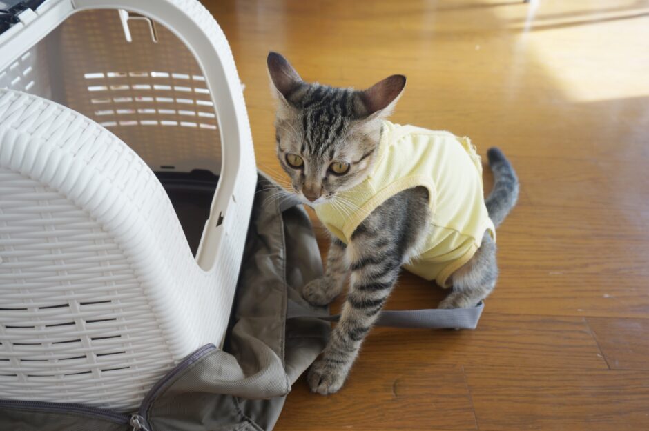 猫がキャリーに入らない！動物病院に連れていくためのコツを解説