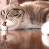 猫はワクチンなしでペットホテルに泊まれる？メリットやデメリットとは