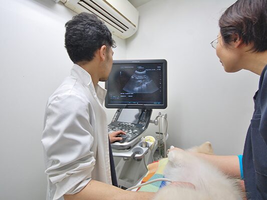 もりかわ動物病院