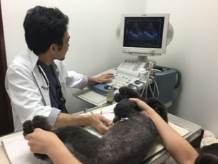 もりかわ動物病院