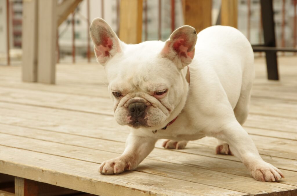 見つめる白い犬