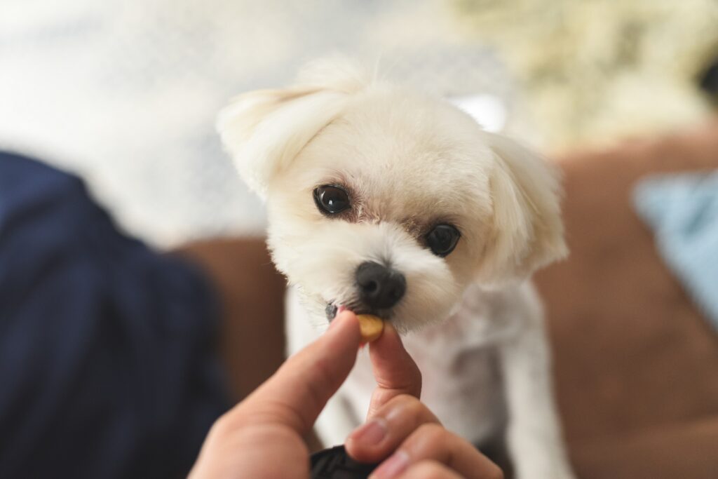 おやつを食べる犬