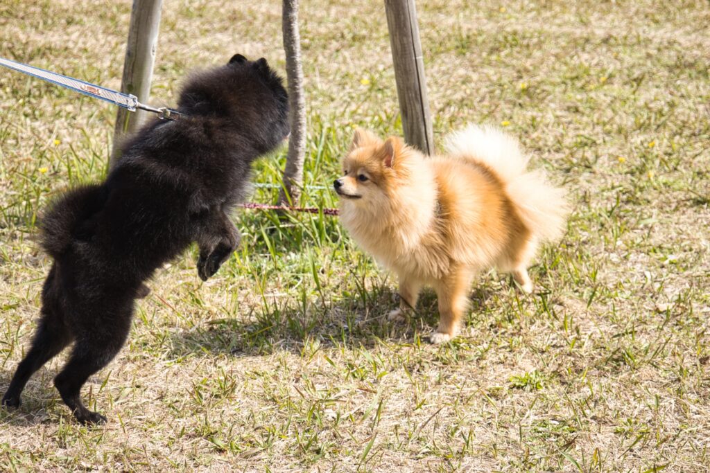 ポメと黒ポメ