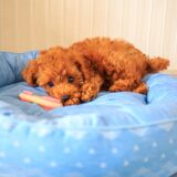 ペットホテル利用で起こる分離不安とは？原因や症状、対策を解説！