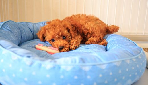 ペットホテル利用で起こる分離不安とは？原因や症状、対策を解説！