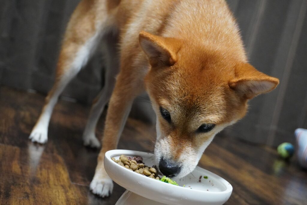 ご褒美ごはん中の柴犬