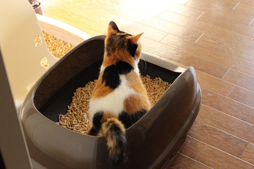 トイレをする猫