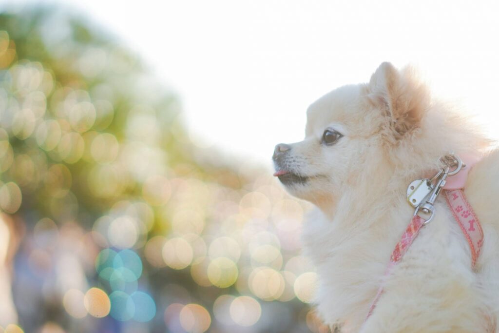 遠くを見つめるポメラニアン