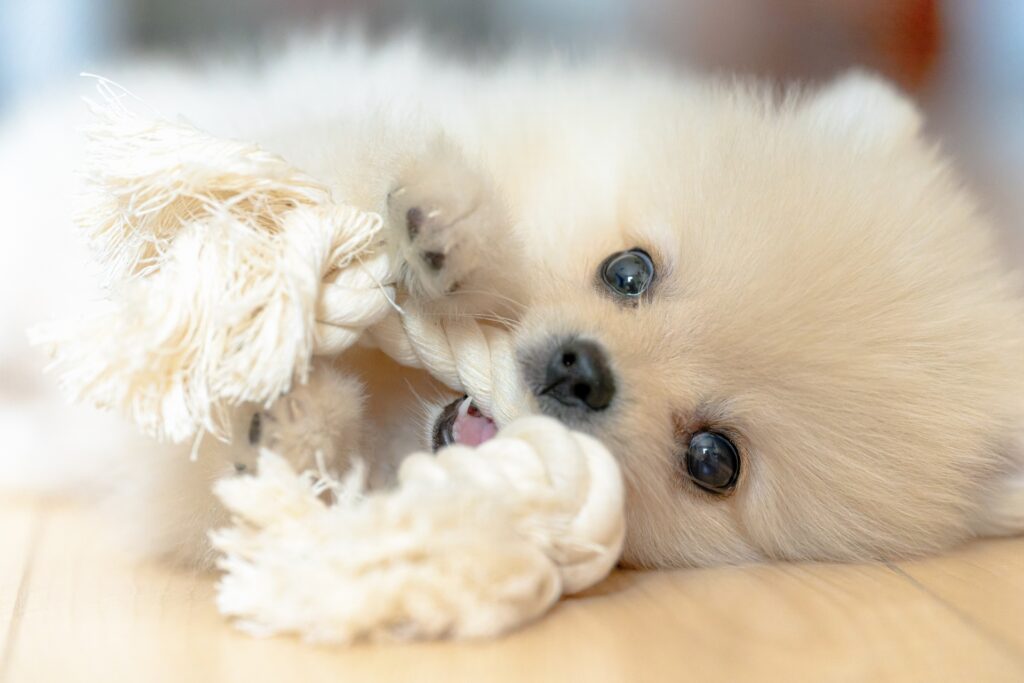 子犬のポメラニアン