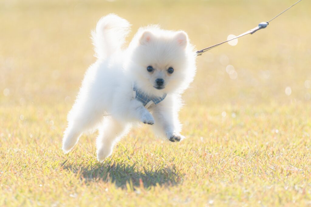 パピーのポメラニアン