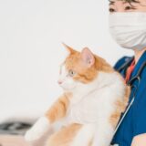 動物病院での健康診断にかかる料金は？費用を抑えるコツなども解説！