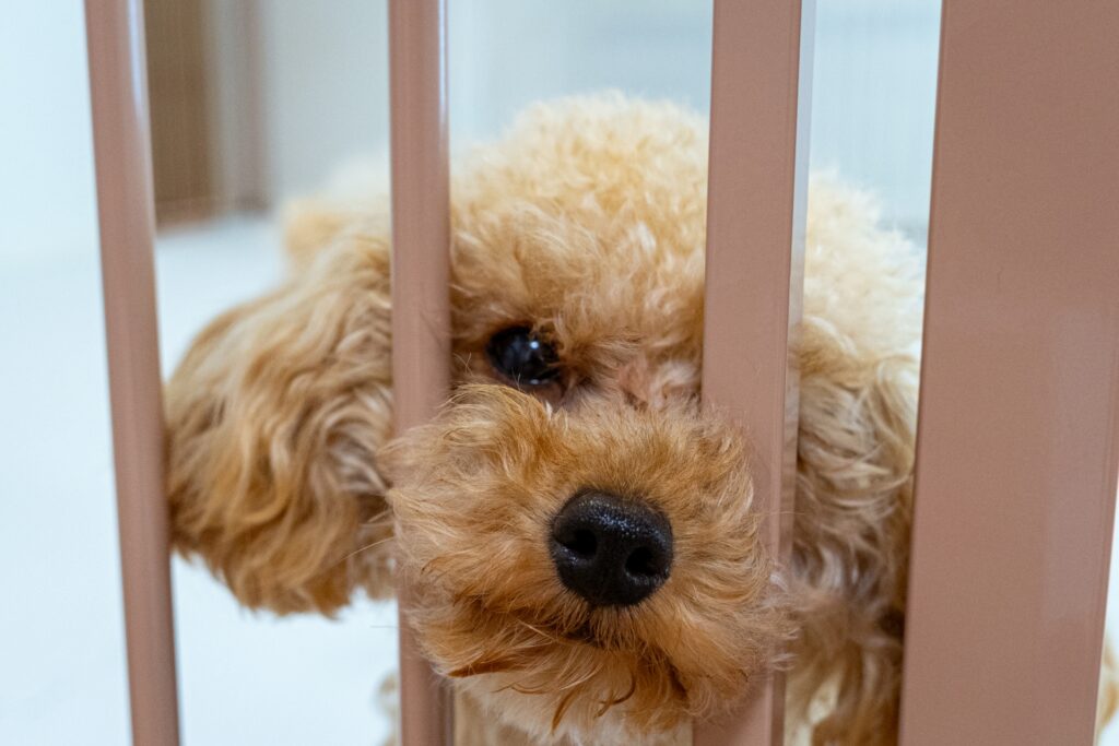 ペットフェンスとトイプードル３
