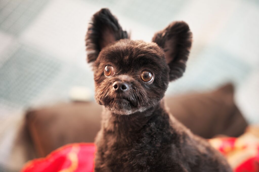トリミングした黒いミックス犬