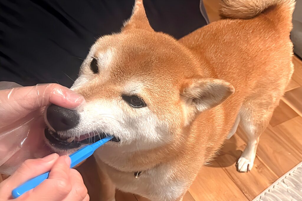 はみがきをする柴犬
