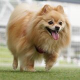 しつけ教室でポメラニアンの吠え癖を改善できる？無駄吠えの原因やNGな対処法を解説