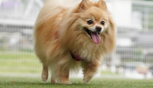 しつけ教室でポメラニアンの吠え癖を改善できる？無駄吠えの原因やNGな対処法を解説