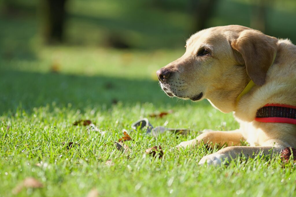 芝生の上のラブラドールレトリバー