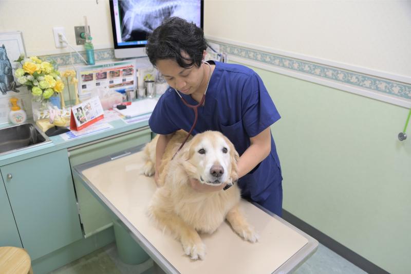 大田中央動物病院