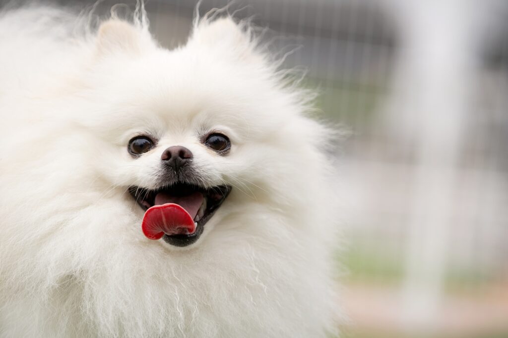 白いポメラニアン