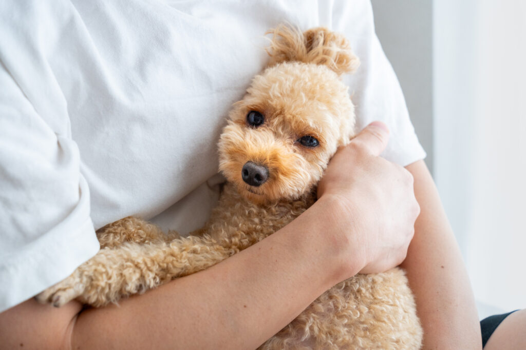 抱きかかえられたトイプードル