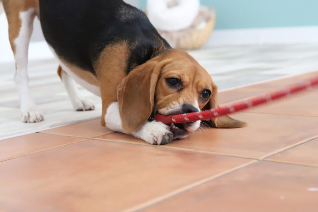 リードを噛んで遊ぶビーグル犬