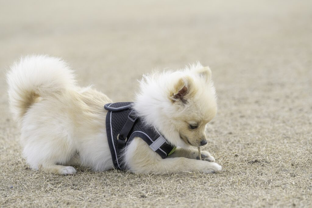 遊ぶポメラニアン