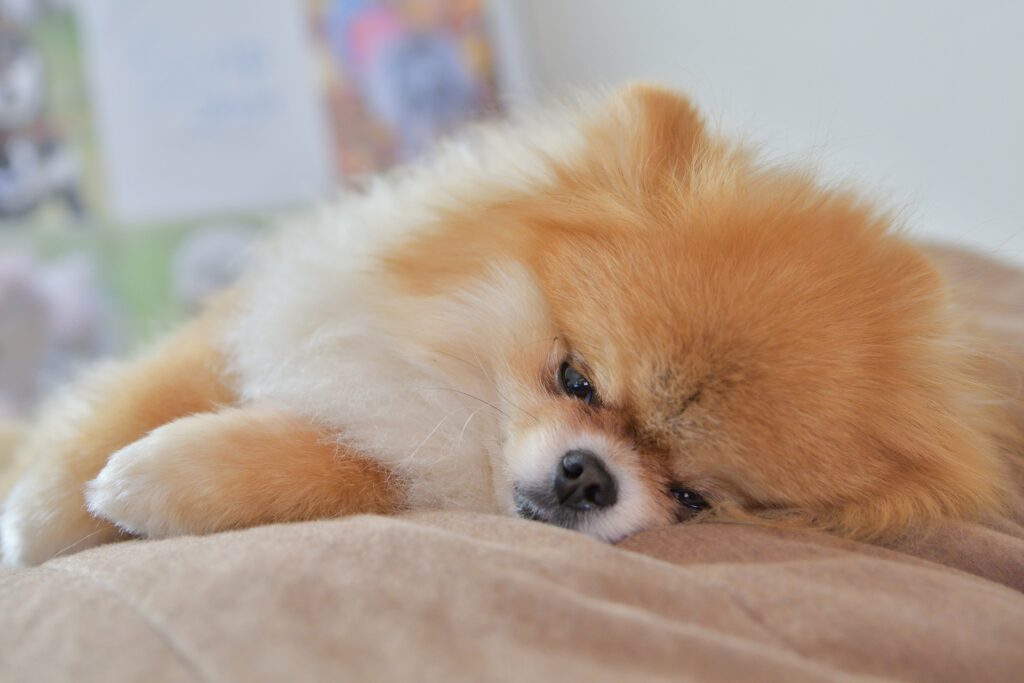 休んでいるポメラニアン