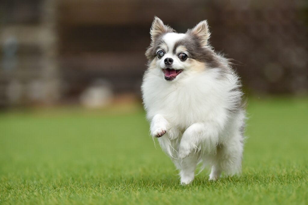 ドッグランで遊ぶチワワ