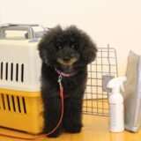 ペットホテルは病気の感染に注意が必要？感染予防の方法や対処法を解説