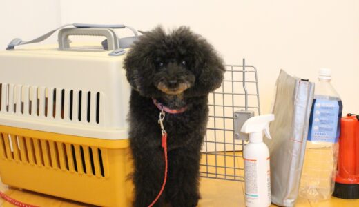 ペットホテルは病気の感染に注意が必要？感染予防の方法や対処法を解説