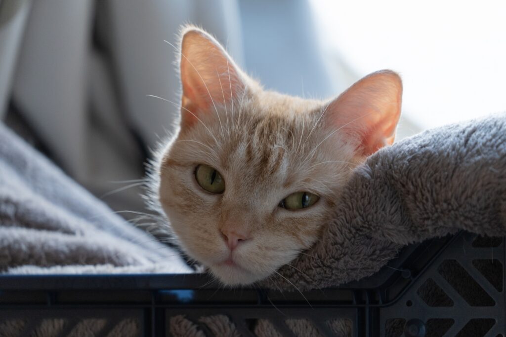 こちらを見つめる猫