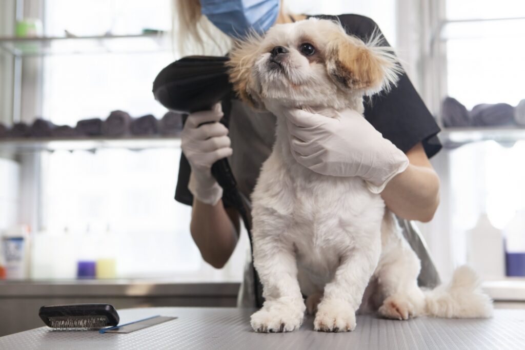 ドライヤーで乾かすトリマーの女性