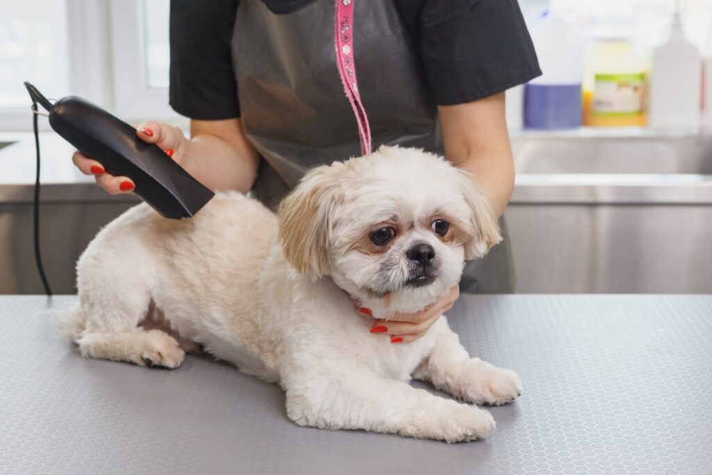バリカンでトリミングされる犬