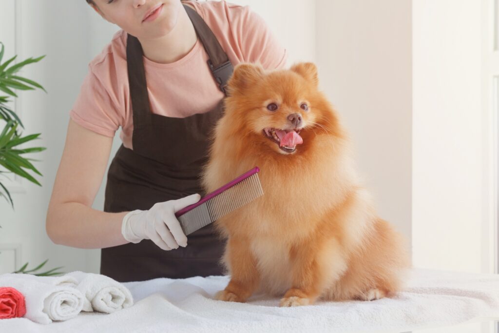 グルーミングする茶色の犬