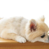 犬の逆くしゃみ（逆しゃっくり）とは？症状や原因、対処法を詳しく解説します