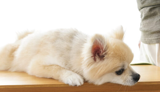 犬の逆くしゃみ（逆しゃっくり）とは？症状や原因、対処法を詳しく解説します